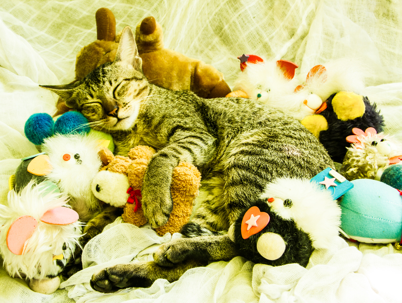 furniture moving moving companies